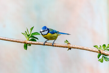 Close up of Blue Tit, Cyanistes caeruleus, standing on branch of Elderberry with sprouting buds and fresh young leaves against bright blurred background