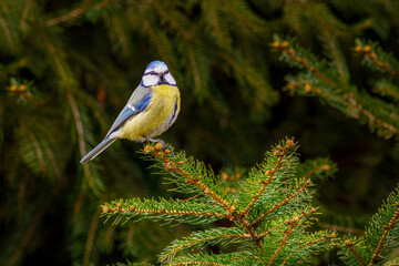 Close up of Blue Tit, Cyanistes caeruleus, standing on fresh green branch with needles of Norway spruce, Picea, against dark blurred background