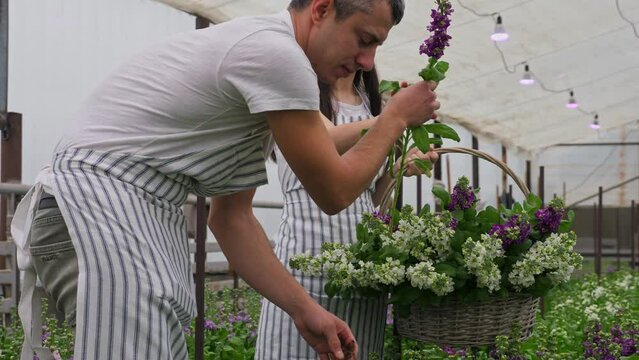 picking flowers in a home greenhouse by a young couple in a wicker basket. Greenhouse with white and lilac matthiola flowers.