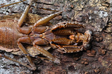 Gonatista grisea insect camouflaged on tree (grizzled mantis or lichen mimic )