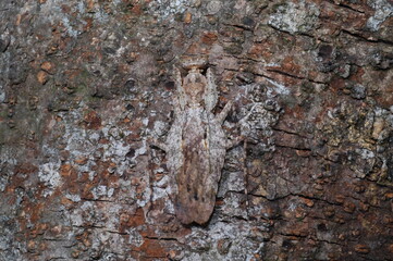 Gonatista grisea insect camouflaged on tree (grizzled mantis or lichen mimic )