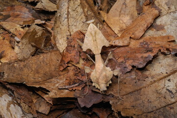 Leaf Mantis ( Deroplatys desiccate ) closeup camouflaged with leaves