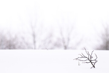 A branch on the snow on a blurred background of trees