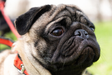 Portrait of a one-year-old cute pug with a collar around his neck during a walk in the park