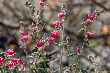 Desert globe mallow, Sphaeralcea ambigua, wildflowers with beautiful bright pink blossoms during the March 2023 super bloom in the Sonoran Desert. Pima County, Tucson, Arizona, USA.
