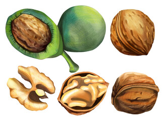 Walnuts hand-drawn with colored pencils on an isolated background for your design. Food illustration template in PNG format.