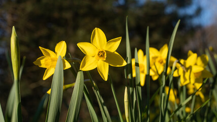 Yellow daffodils in the park at spring