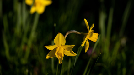 Yellow daffodils in the garden at spring