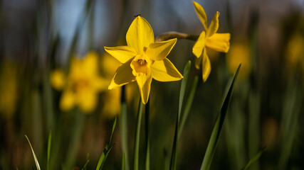 Yellow daffodils in the park at spring