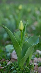 Undeveloped tulip - green plant in the park