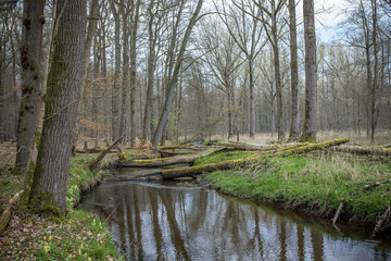 Bach im Wald / Waldbach im Naturschutzgebiet