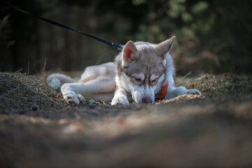 Beautiful purebred husky on a walk in the spring forest.