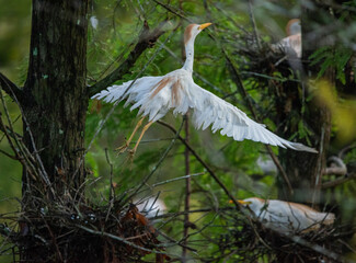 Parental Outings: A Cattle Egret jumps out of its nest to visit friends above in a Florida rookery.