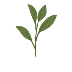 Leaves Illustration 
