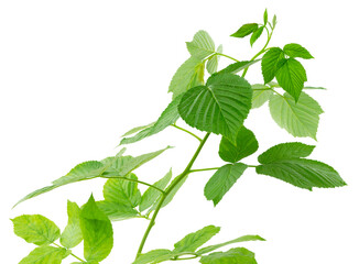 Raspberry bush. Fresh green leaf. Foliage. Raspberries plant leaves. Organic agriculture. Countryside garden. isolated