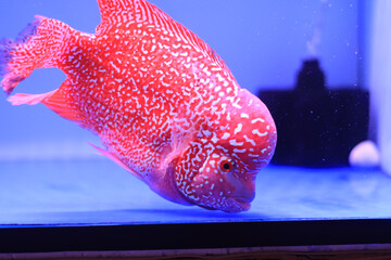 fish in aquarium
