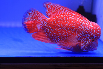 fish in aquarium