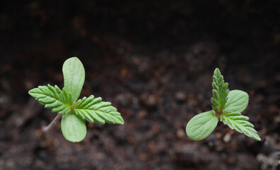 A young shoot of a marijuana plant with the first leaves on the background of the soil. A sprouting plant of a hemp. Selective focus.