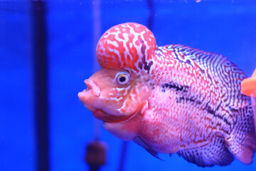 siamese fighting fish