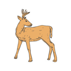 Deer Line art vector illustration. Deer line drawing character illustration. Deer sketch logo for wildlife