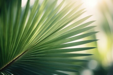 Obraz premium Nahaufnahme eines schön geformten Palmblatt vor verschwommenen Hintergrund mit Sonnenlicht, Generative AI