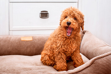 A brown poodle dog is sitting in a dog bed. He is four months old. The dog opened its mouth wide against the background of a blurred room. The photo is blurred
