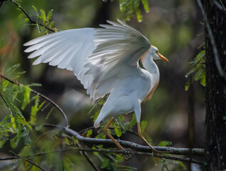 Raised: A Cattle Egret raises its wings as it strolls around the rookery