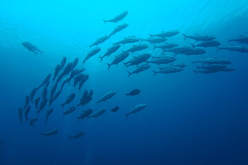 Fototapeta na wymiar Jack fish swimming in swarm