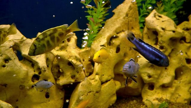 Colourfull fishes in the aquarium. Domestic fish swims. A pet. Underwater world at home.