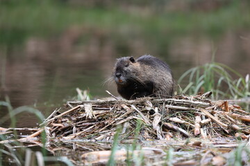 nutria in its natural habitat in a marshland
