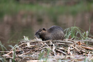 nutria in its natural habitat in a marshland