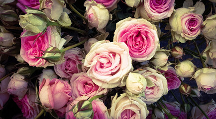 bouquet of beautiful pink roses