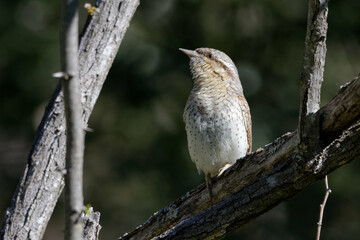 Eurasian Wryneck (Jynx torquilla) perched on a branch