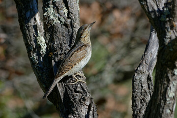 Eurasian Wryneck (Jynx torquilla) perched on a branch