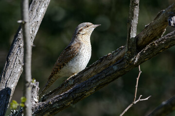 Eurasian Wryneck (Jynx torquilla) perched on a branch