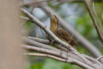Eurasian Wryneck (Jynx torquilla) perched on a branch