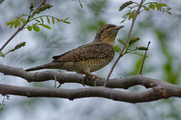 Eurasian Wryneck (Jynx torquilla) perched on a branch