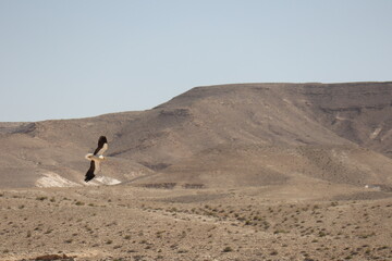 A bird in the desert