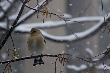 a wintertime American Goldfinch. Generative AI