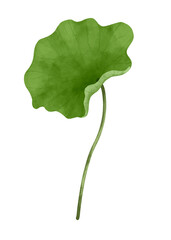 Watercolor lotus leaf.