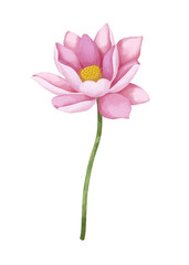 Watercolor lotus flower.