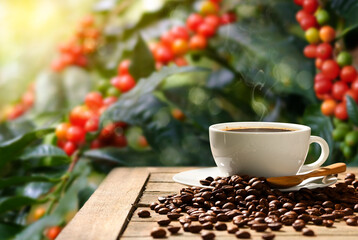Cup of hot coffee with roasted coffee beans and coffee plant background.