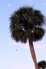 palm tree and moon