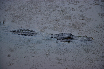 alligator swimming in the river