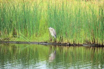 great blue heron