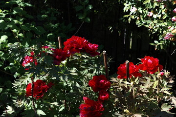 Red Flowers in the garden (Spring, Switzerland)