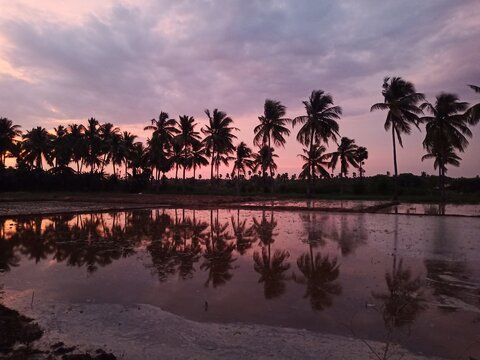 Coconut trees with pink sunset view
