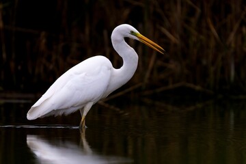Closeup of an elegant great egret on the dark lake with plants in the background