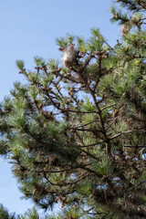 cocon de chenilles processionnaires du pin dans un arbre 