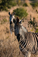 Fototapeta na wymiar Zebra in the bush 3